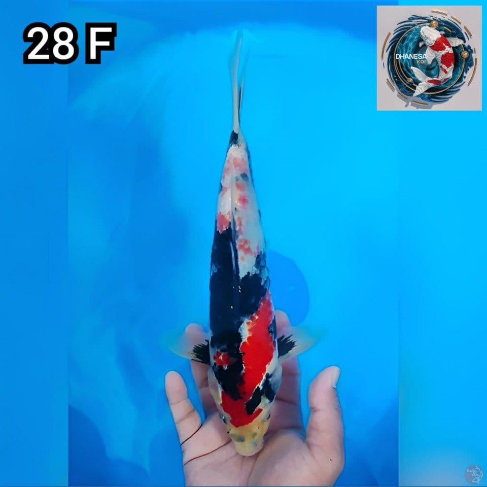 Showa Motogoro Original Merah Strong 28cm Betina