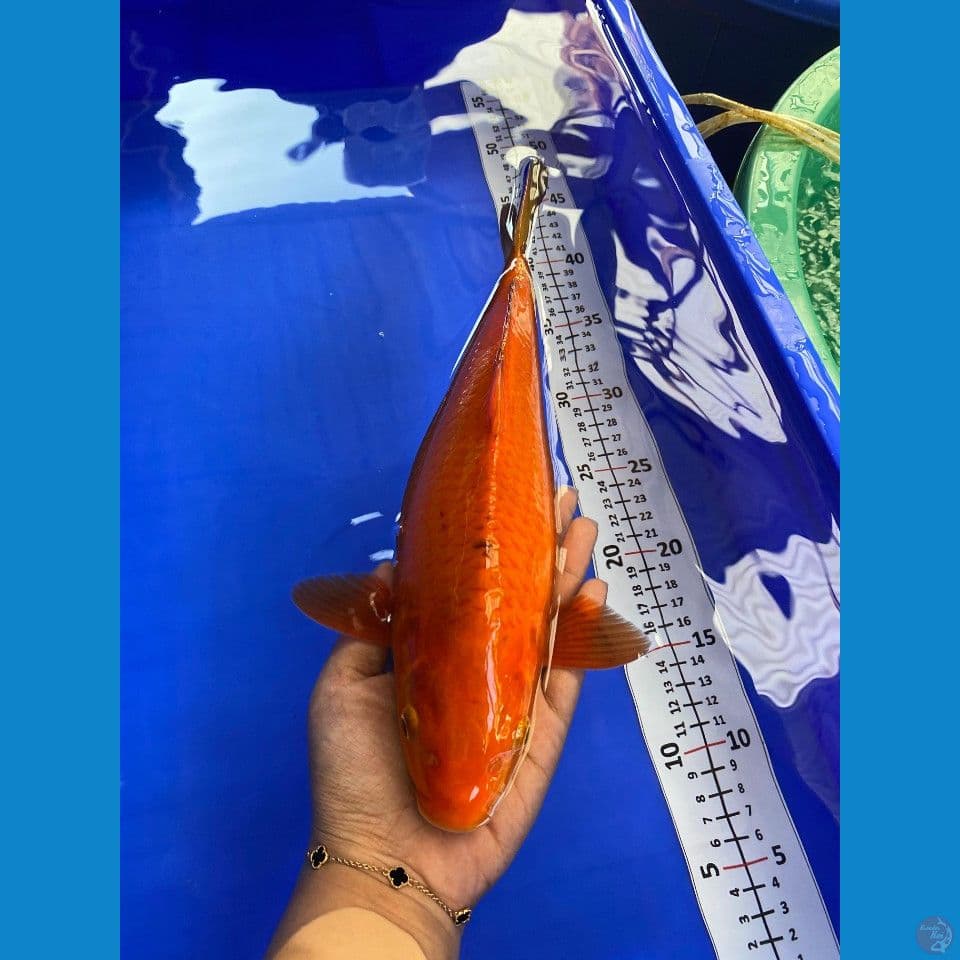 33cm