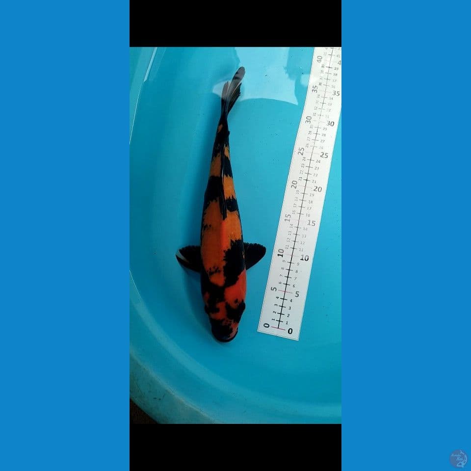 Hiutsuri Jantan 38cm Rembus perut