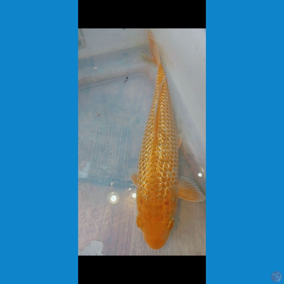 karamel ginrin