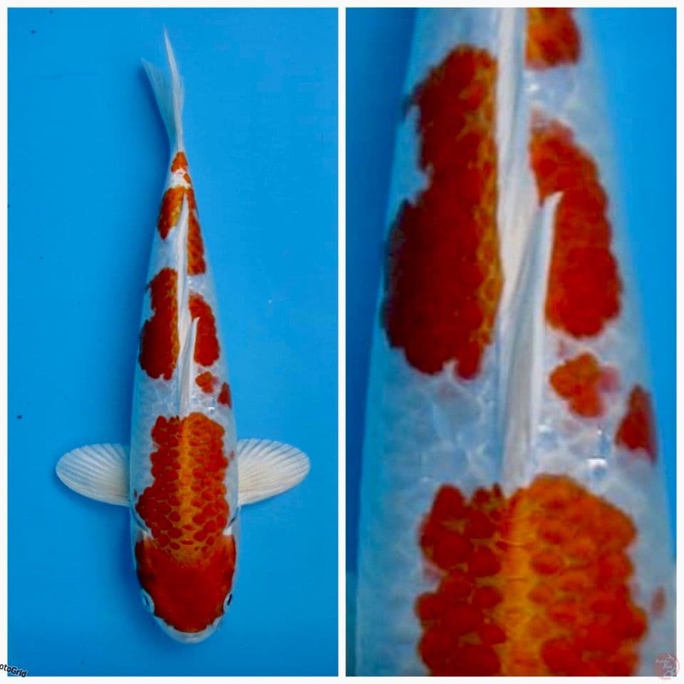 Kin kushui F1 marusai 29cm