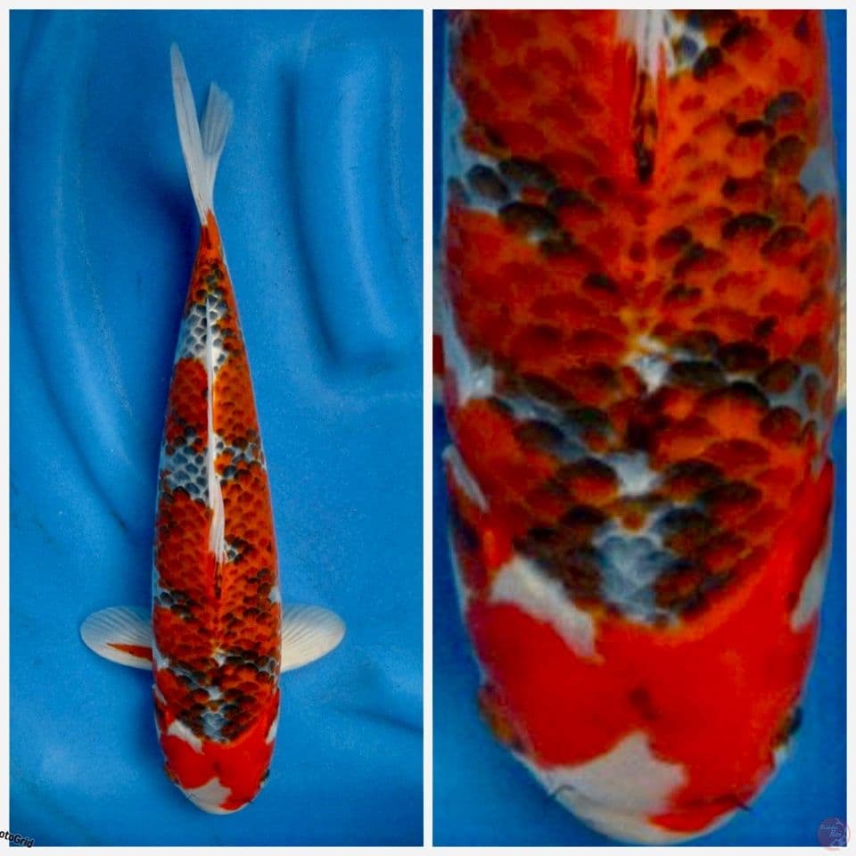 Super goshiki F1 marusai 40cm