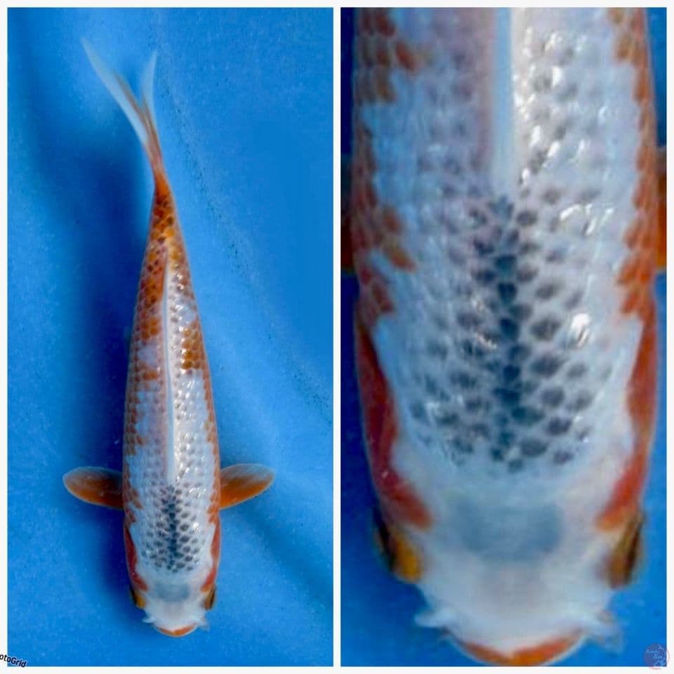 Super full gingrin Yuki asagi F1 marusai 40cm