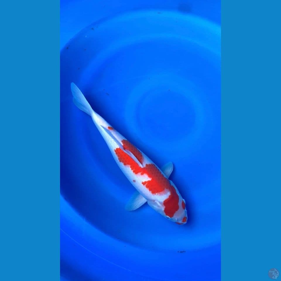 kohaku 38cm