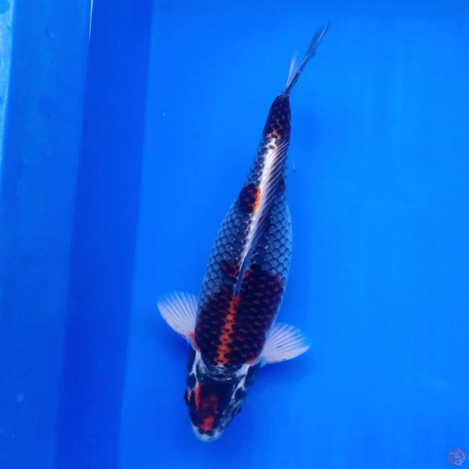 BENI GINGGA F 30CM ORI