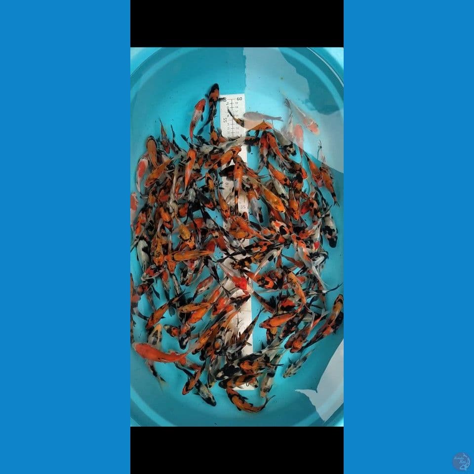 showa Grade 10-15cm 160ekor
