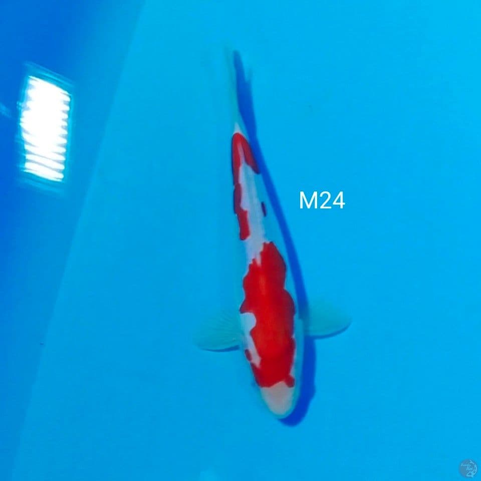 SQ kohaku doit murni male 24cm