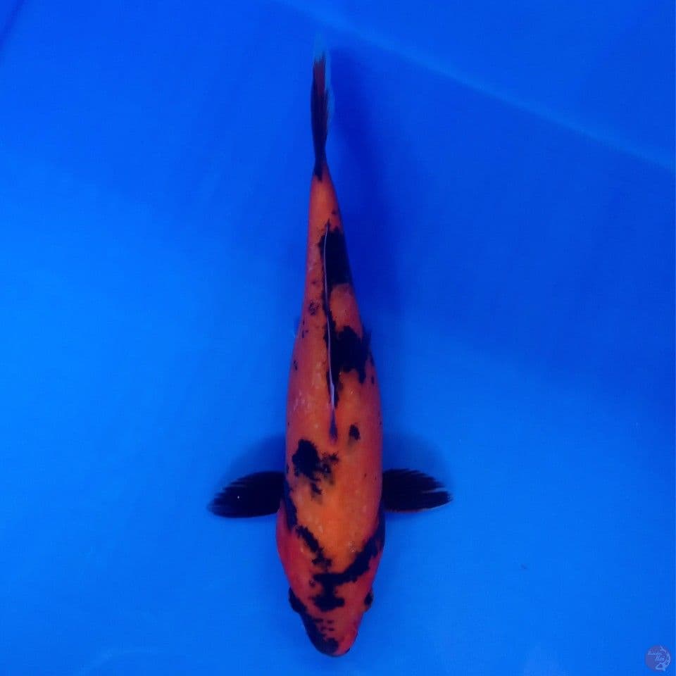 HI UTSURI 25CM