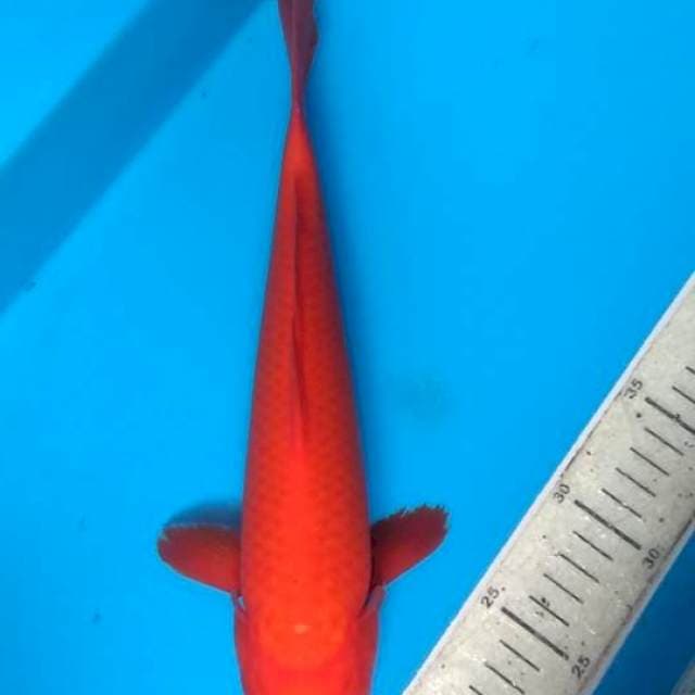 Benygoi 32cm