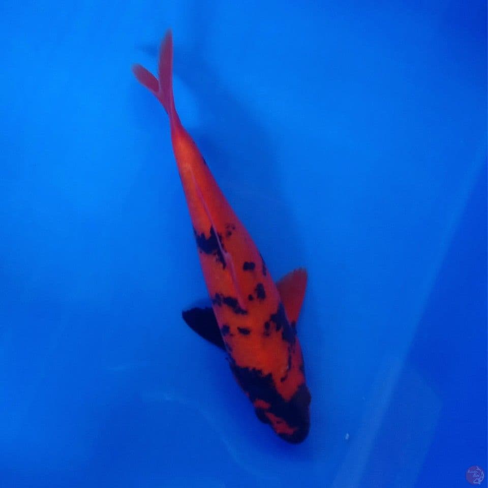 HI UTSURI 23CM