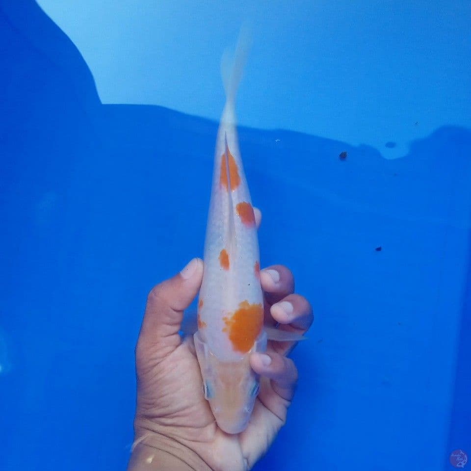 SAKURA 26CM