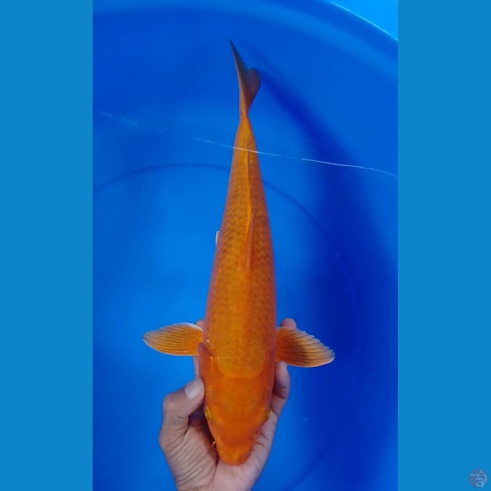 karamel size : 39cm