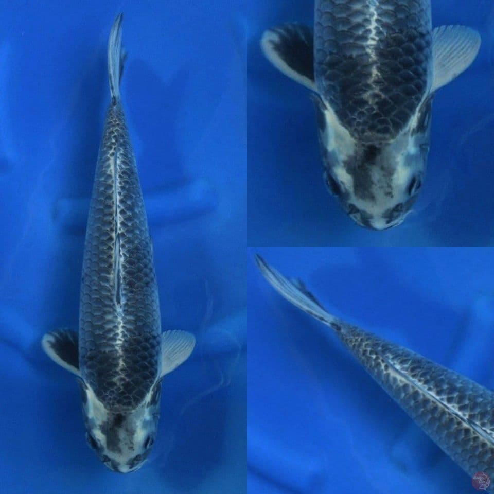 Kage Shiro Tategoi 44cm