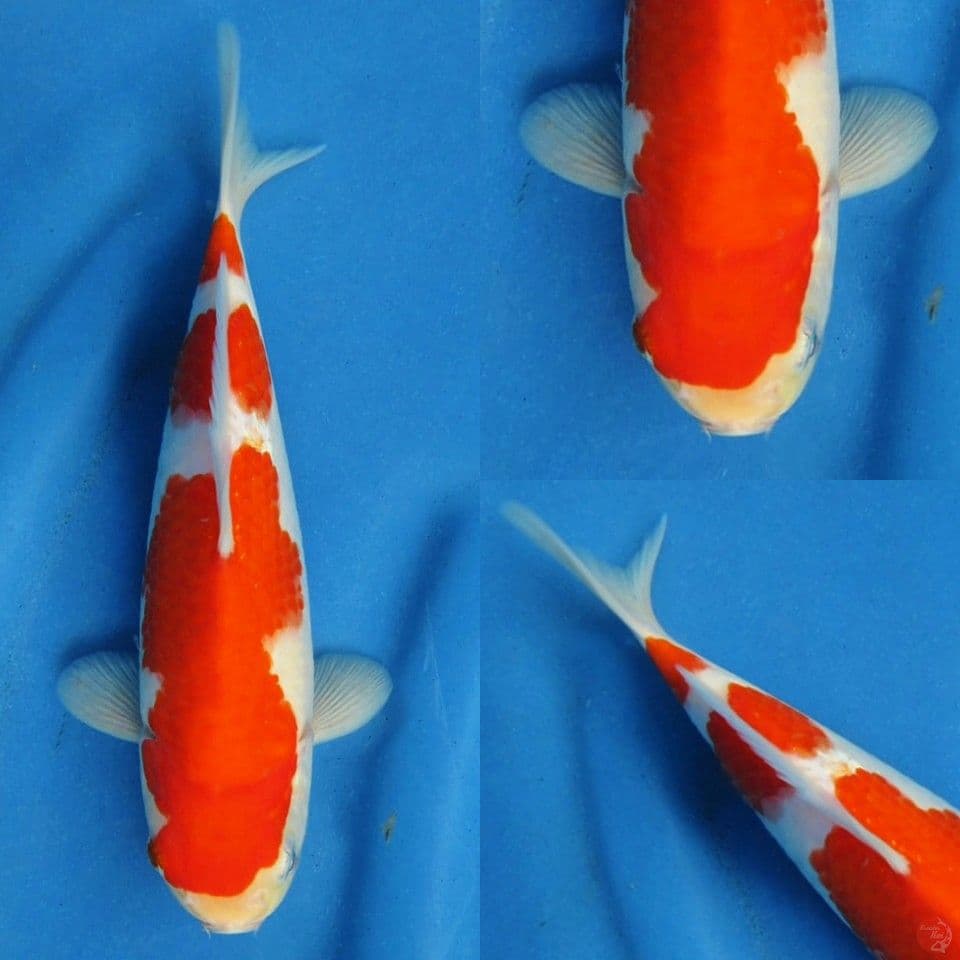 Sandan kohaku 24cm