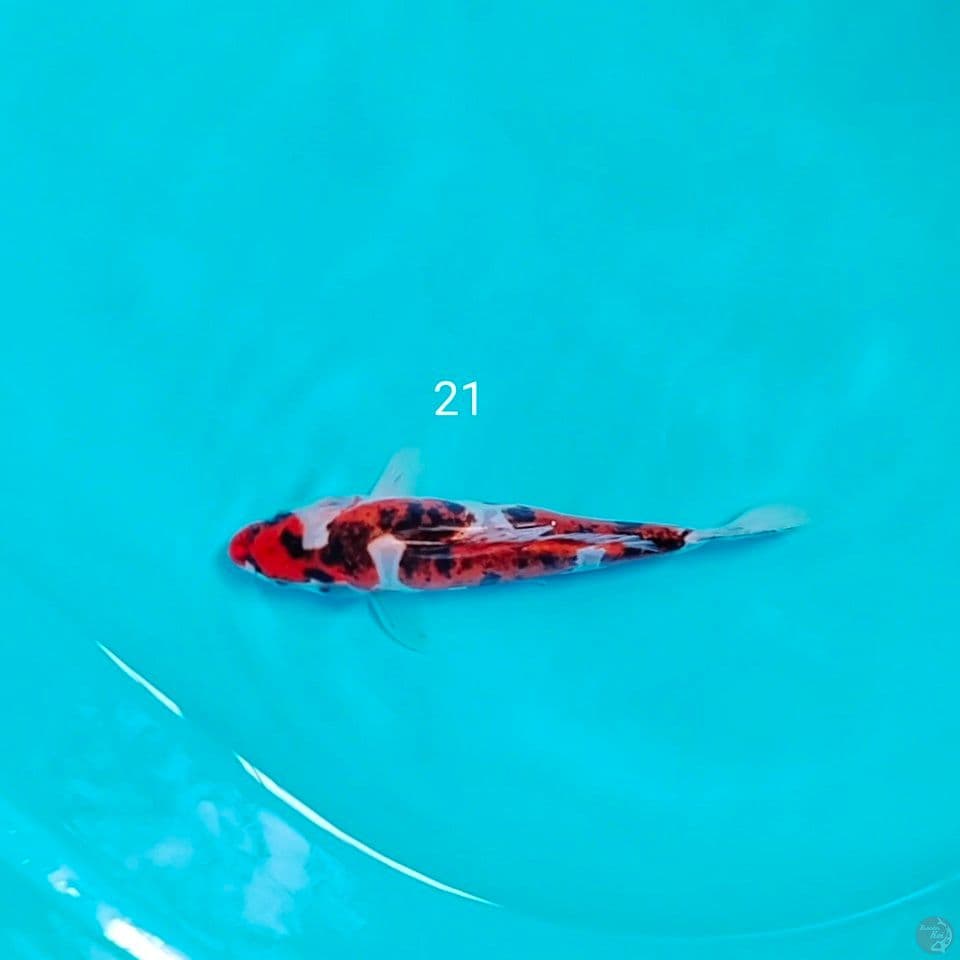 benikiko 21cm