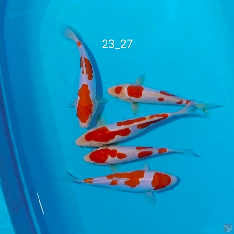 doitsu murni halus 23_27cm