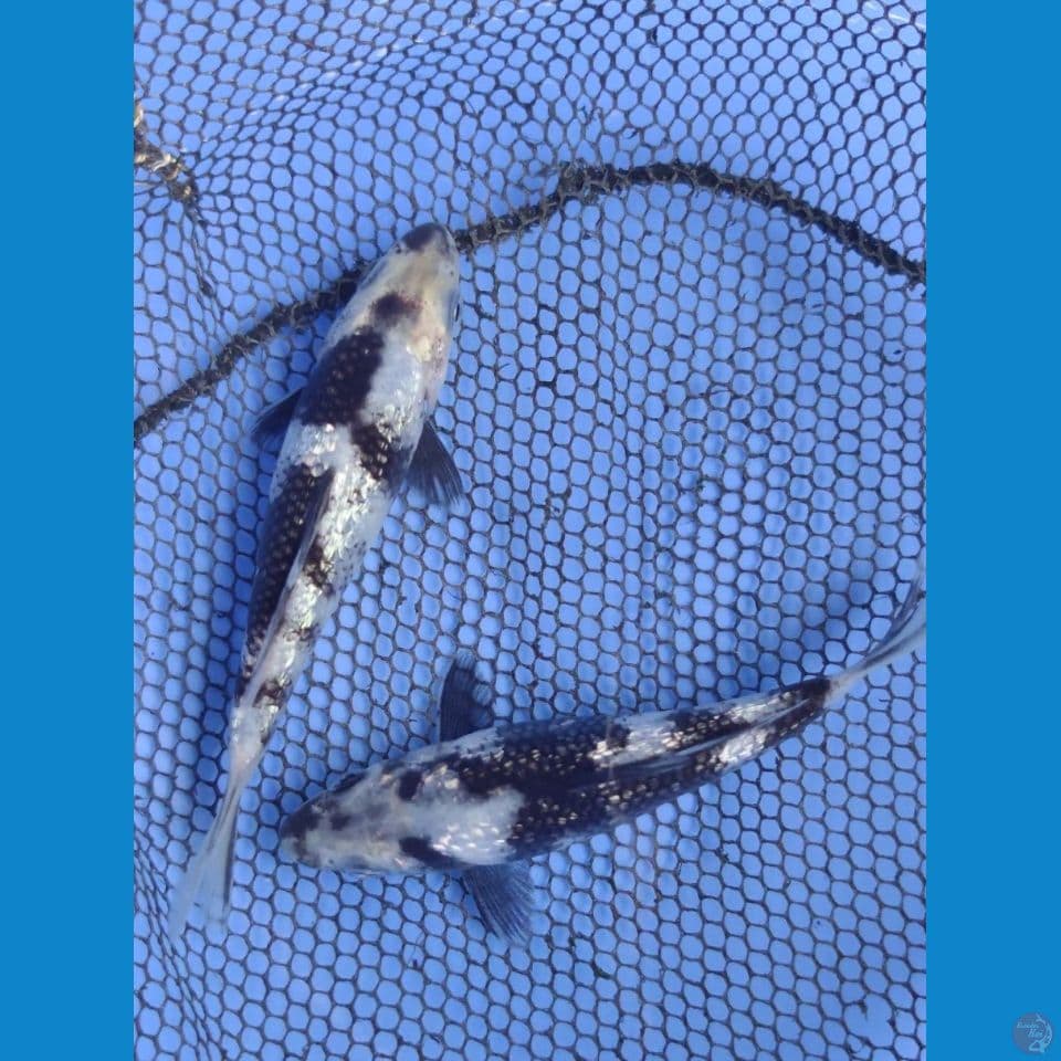 2 biji ginrin shiro (11cm)