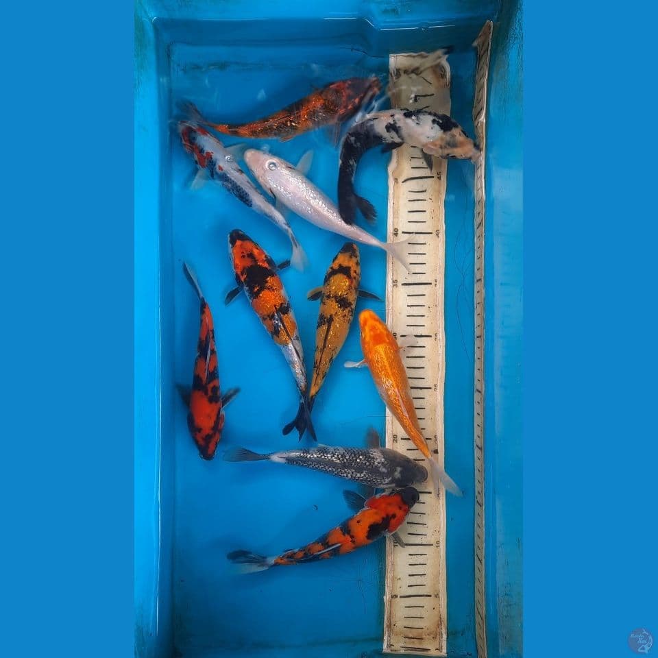 mix
