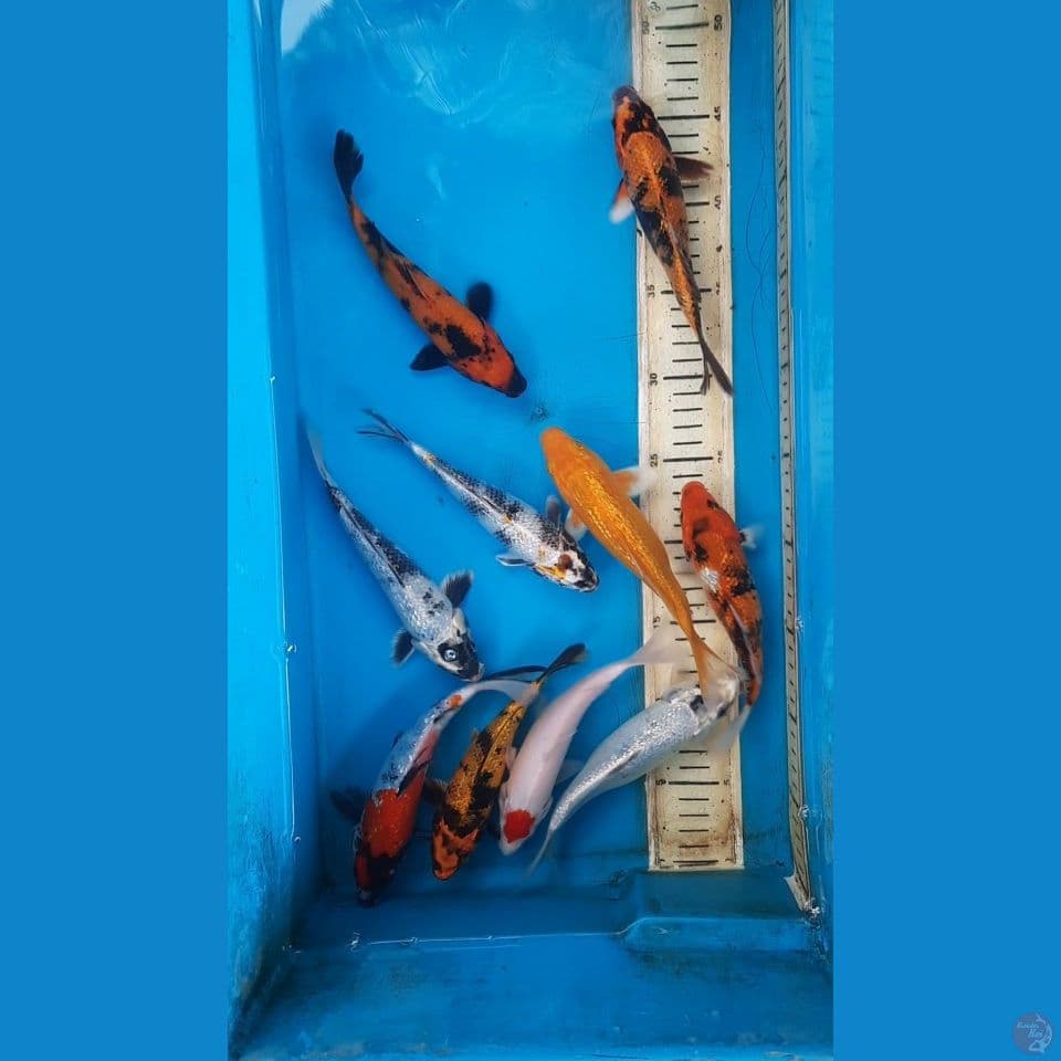 mix