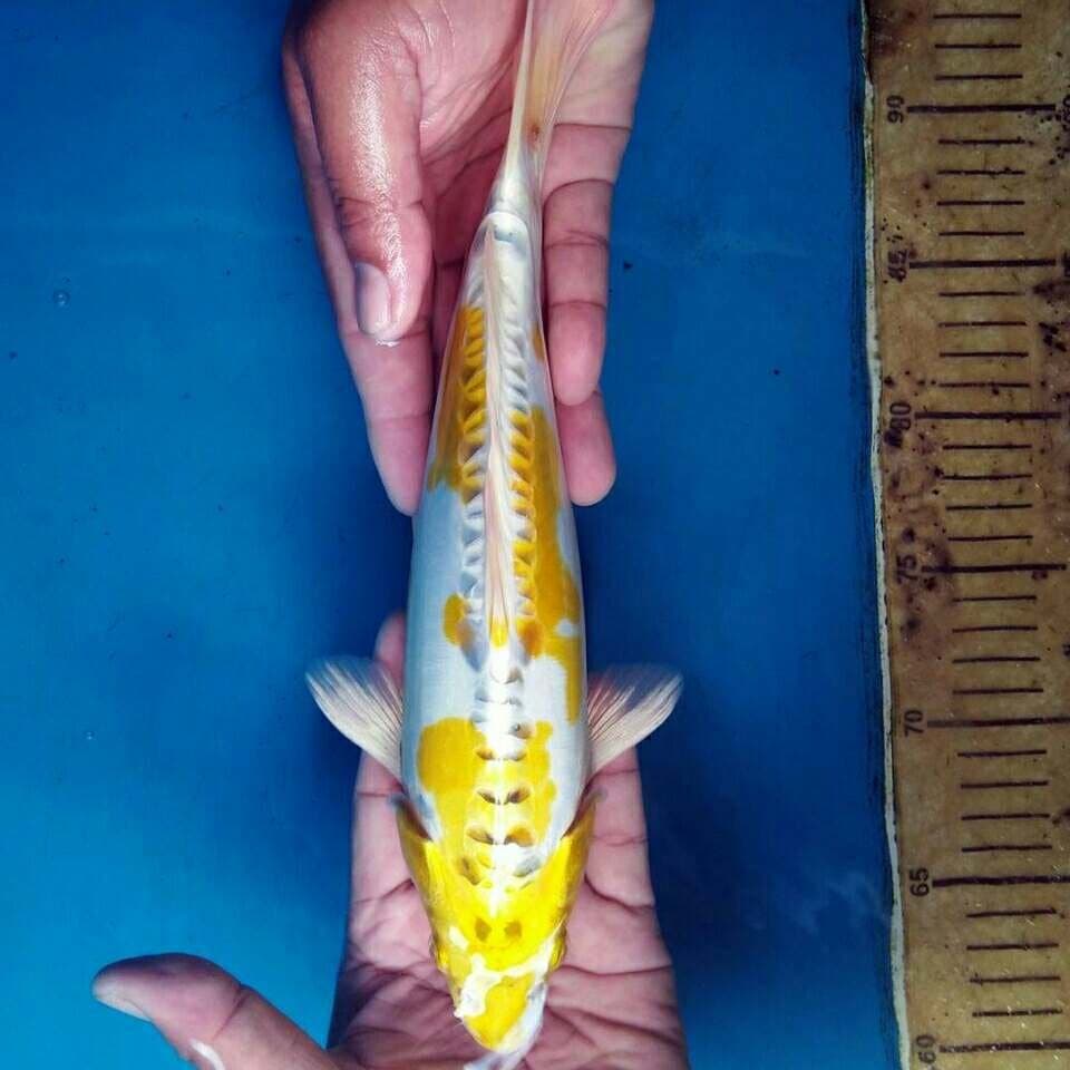 Hariwake