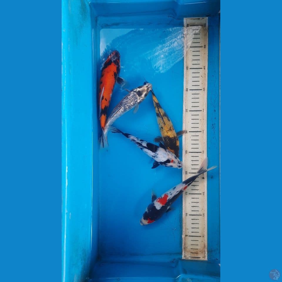 mix