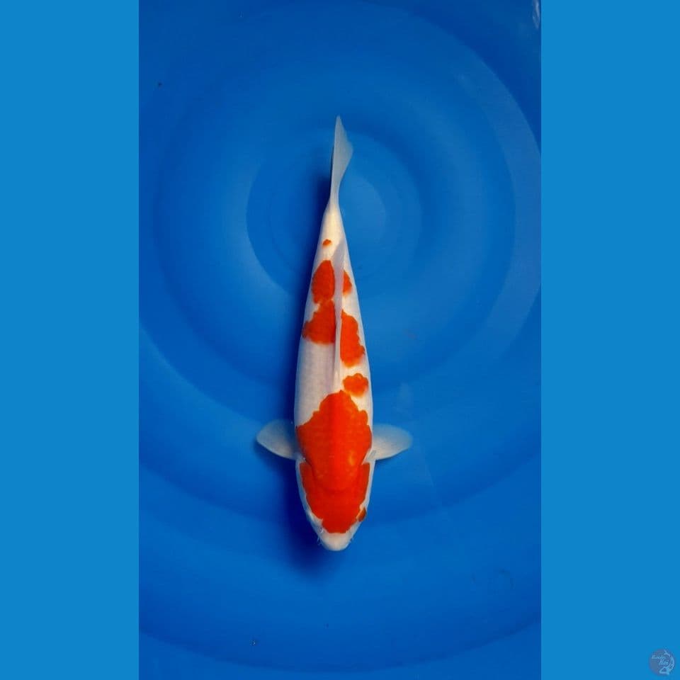 Kohaku AKF