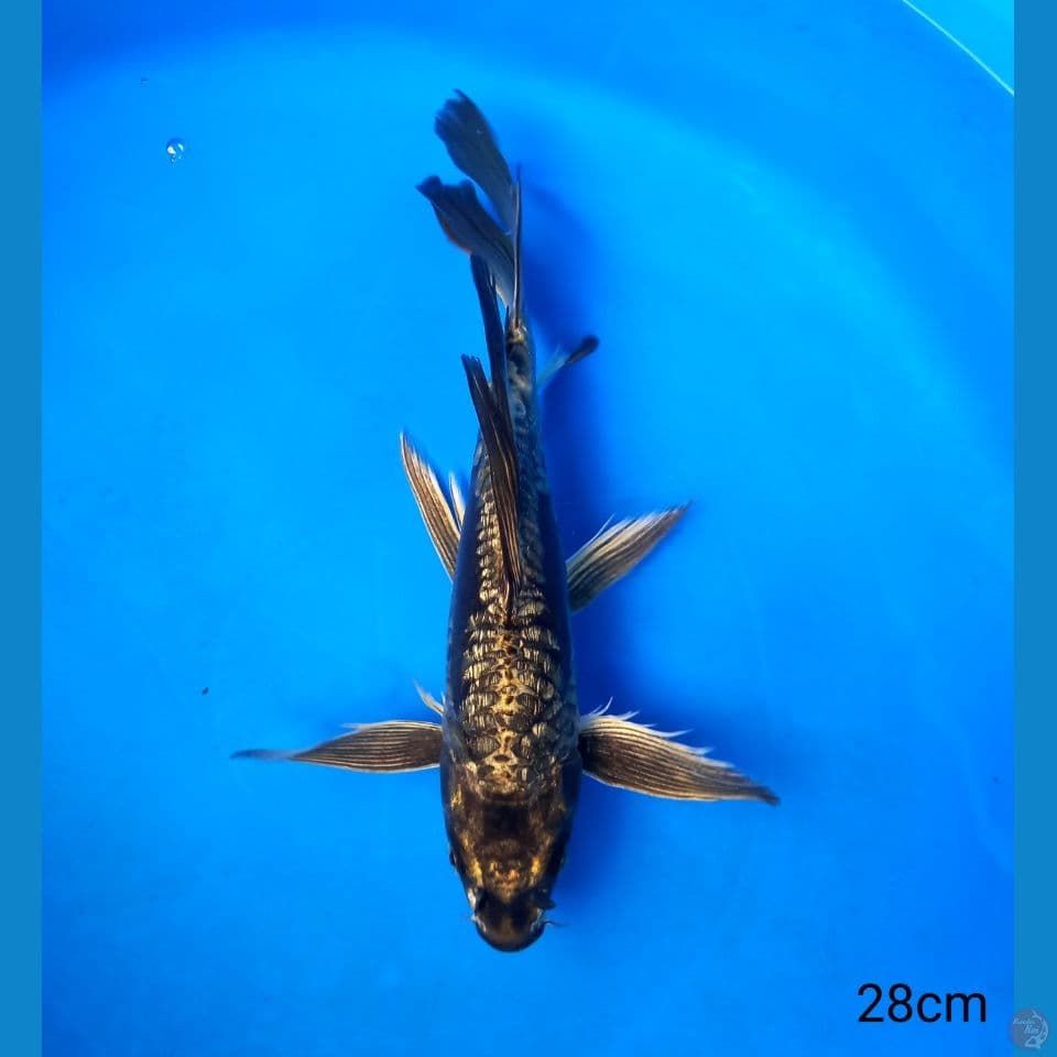 MUKASHI BLACK GOLD ARAGOKE GINRIN 28CM MALE