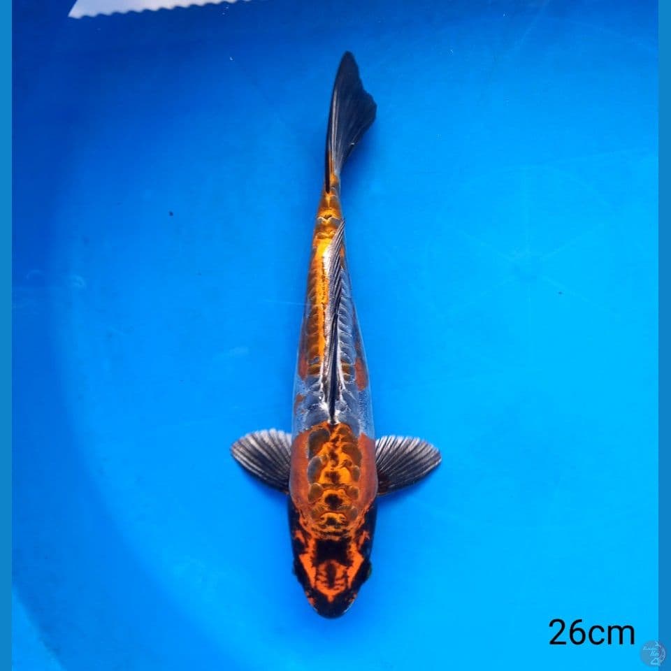BENI KIKOKURYU 26CM MALE