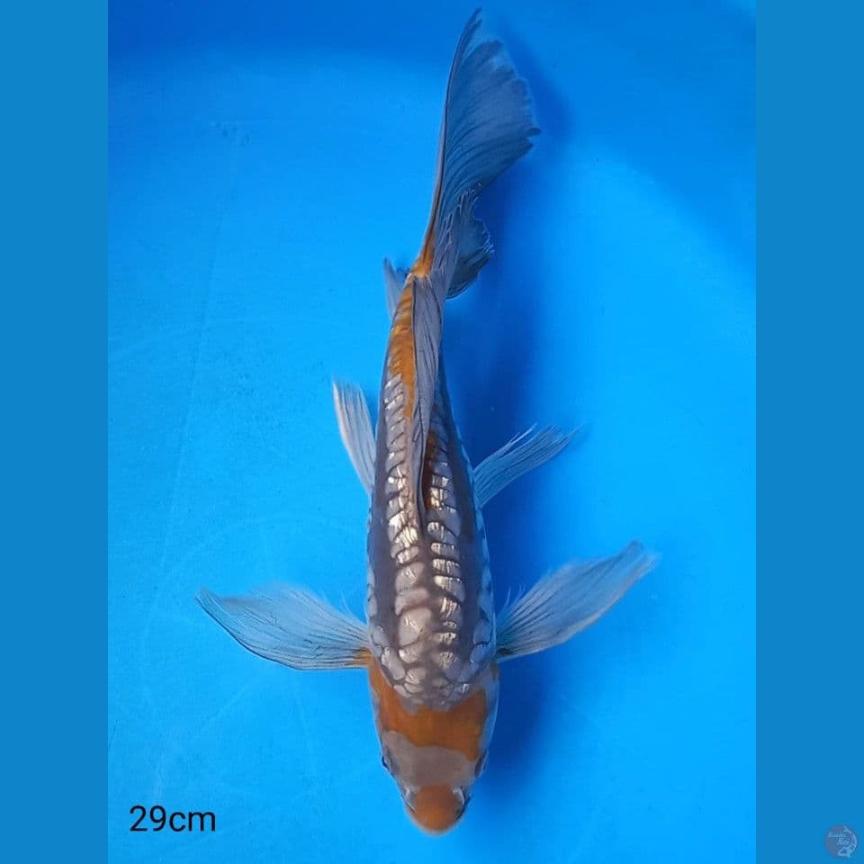 OCHIBA ARAGOKE GINRIN 29CM