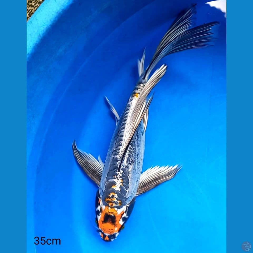 BENI KIKOKURYU 35CM