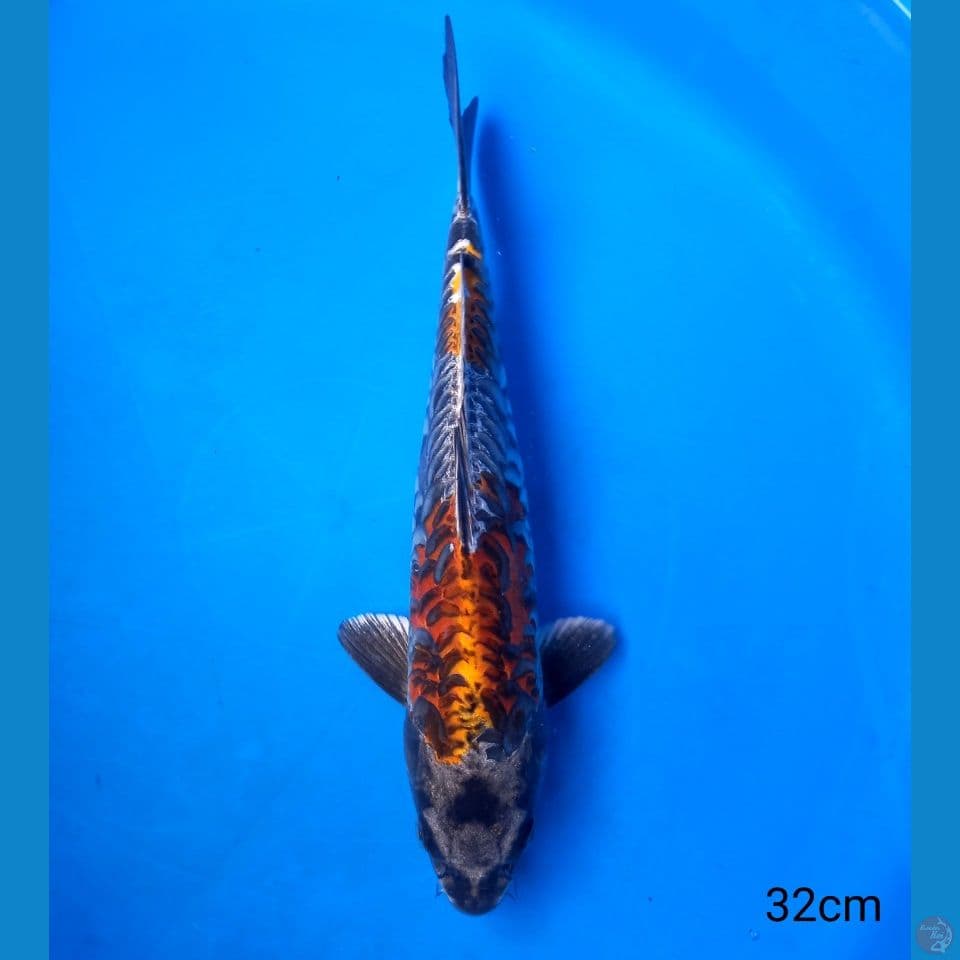 BENI KIKOKURYU ARAGOKE 32CM MALE