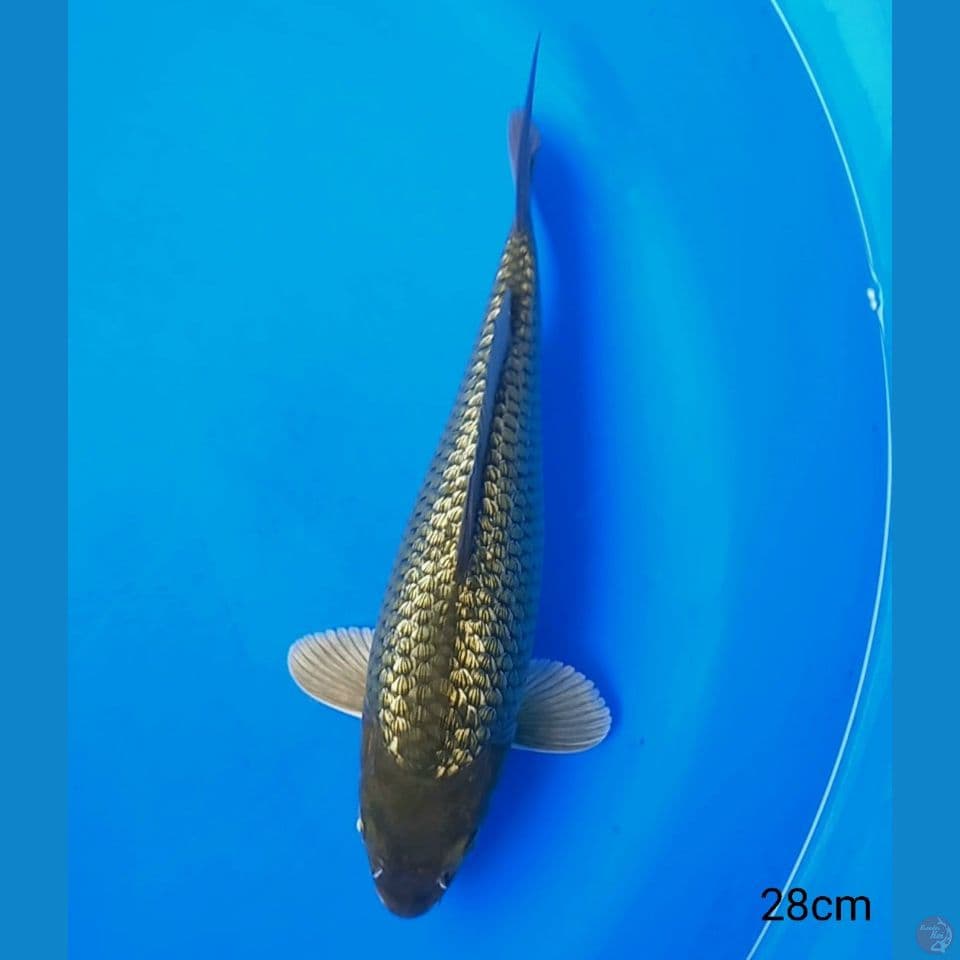 FULL GINRIN MIDORI 28CM