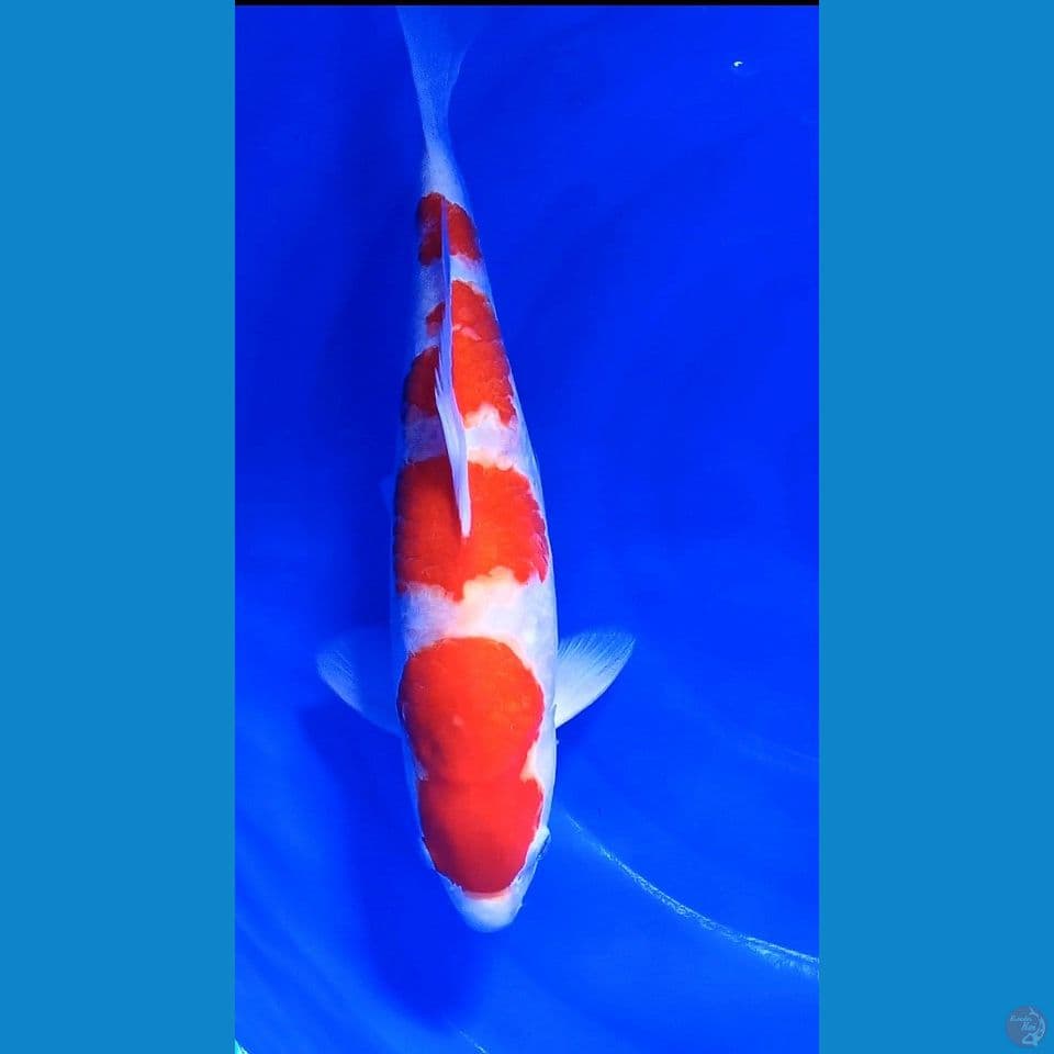 41cm strong kohaku ml