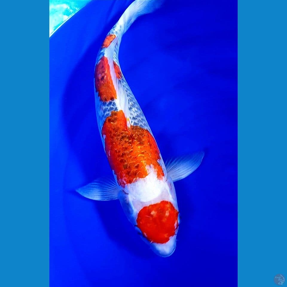 52cm jumbo maruten goshiki f