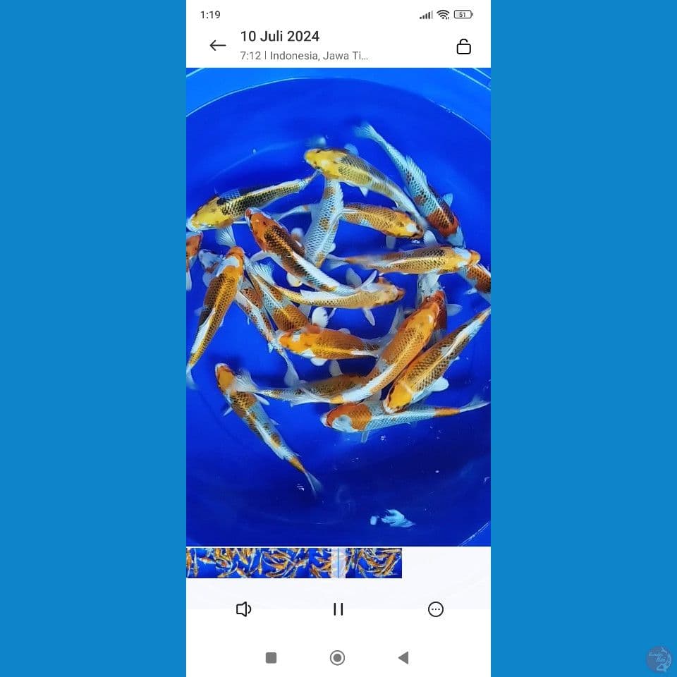 kojaku size 20cm sampai 22cm jumlah 20ekor