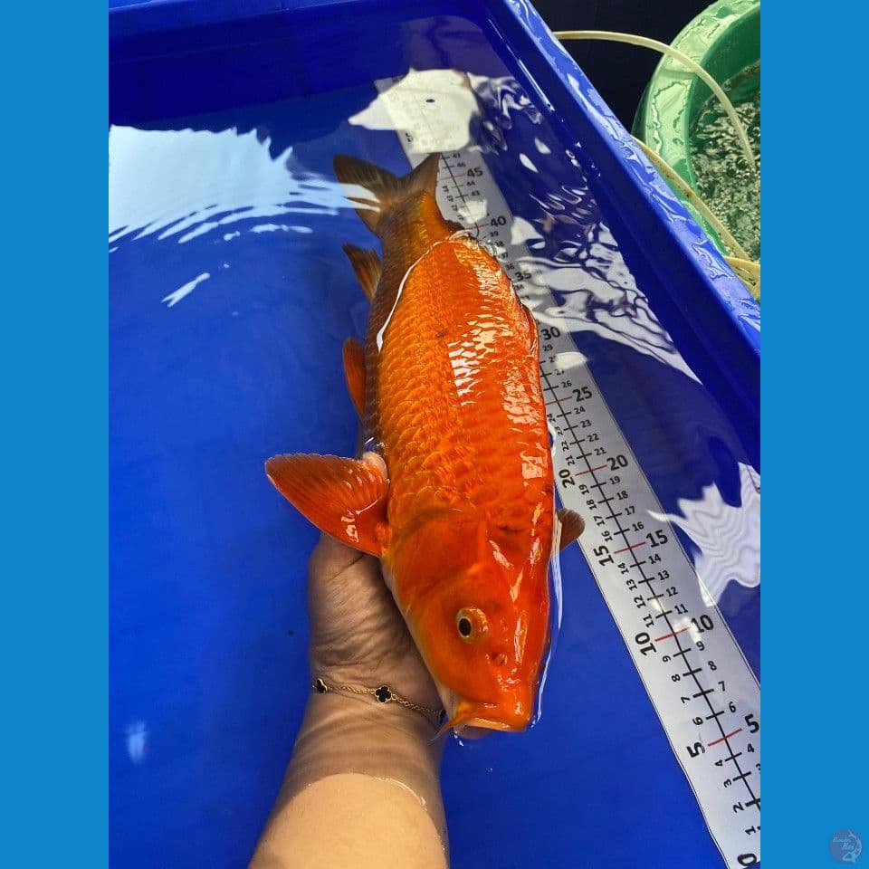 37cm