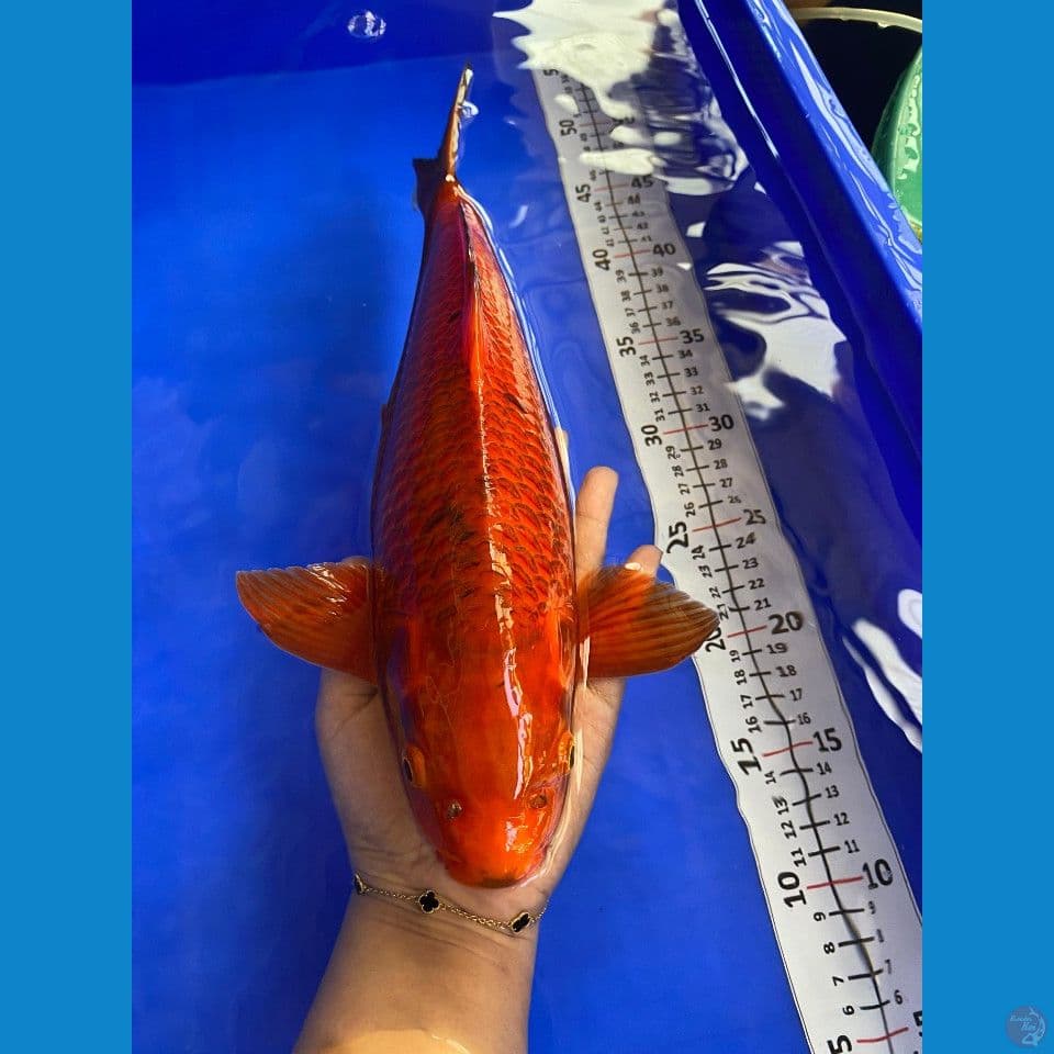 36cm