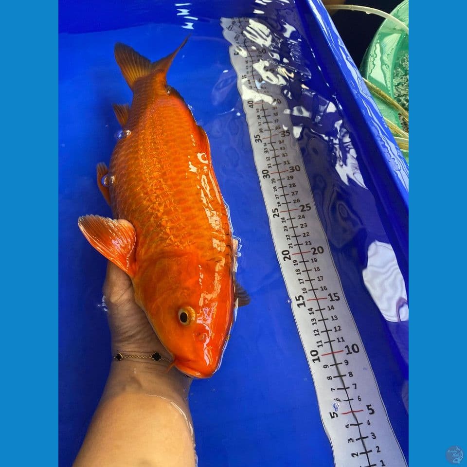 39cm