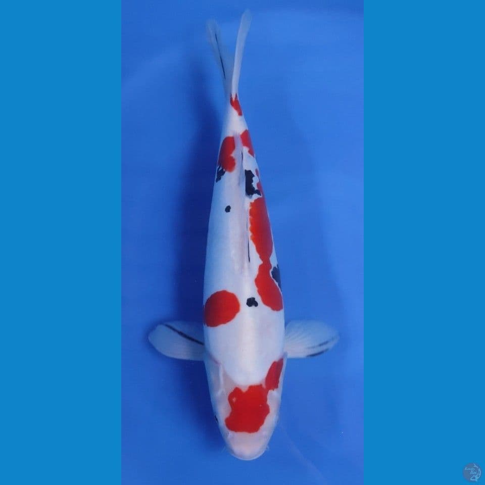 SANKE MURNI - ORIGINAL HQ 43CM - FEEMALE