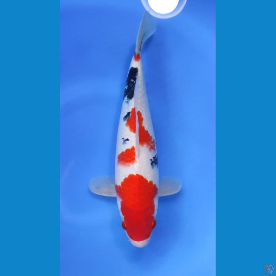 SANKE ORI - HQ 30CM - MALE
