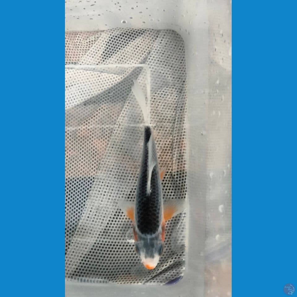 Asagi 12 CM