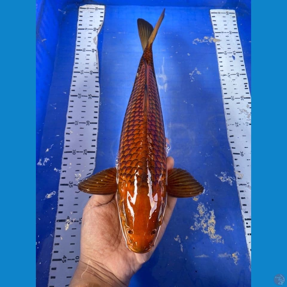 chagoi 35 sisik salak