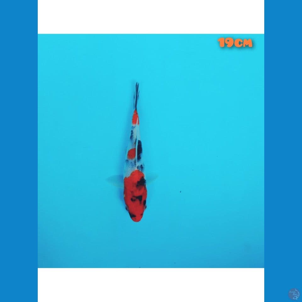 showa 19 cm