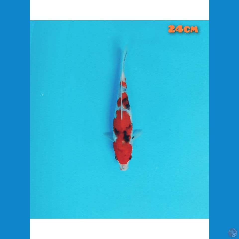 showa 24 cm