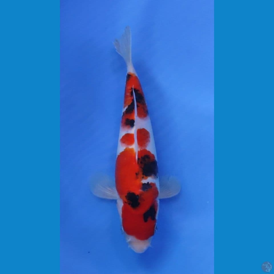 SANKE ORI RED STRONG 23CM - JANTAN