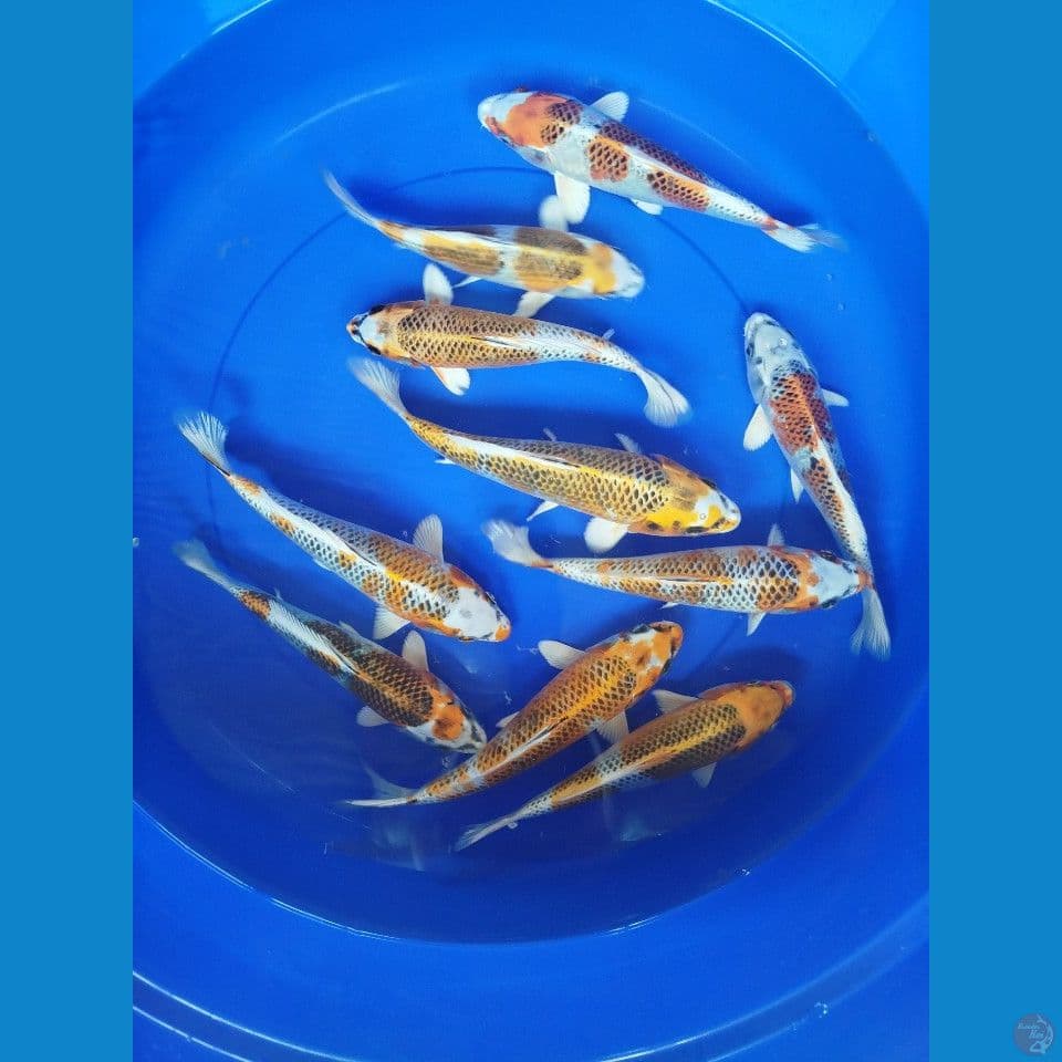 kojaku size 23cm 25cm jumlah 10ekor