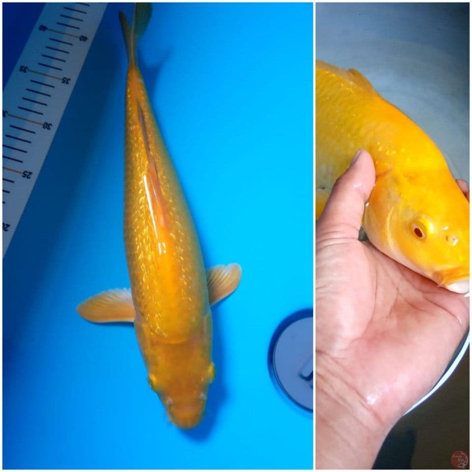 karashi gindrin mata merah 37cm