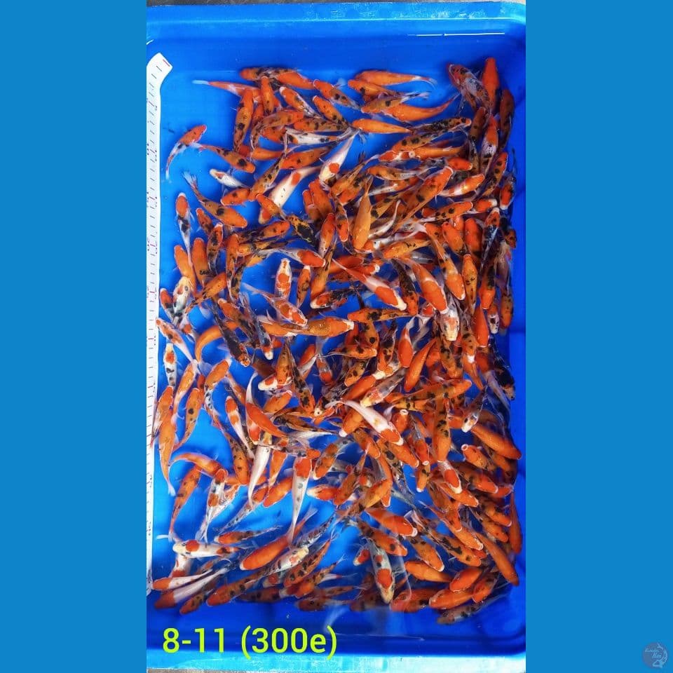 8-11cm 300 ekor KOHAKU SANKE