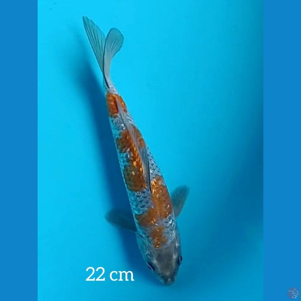 22cm OCHIBA GINRIN