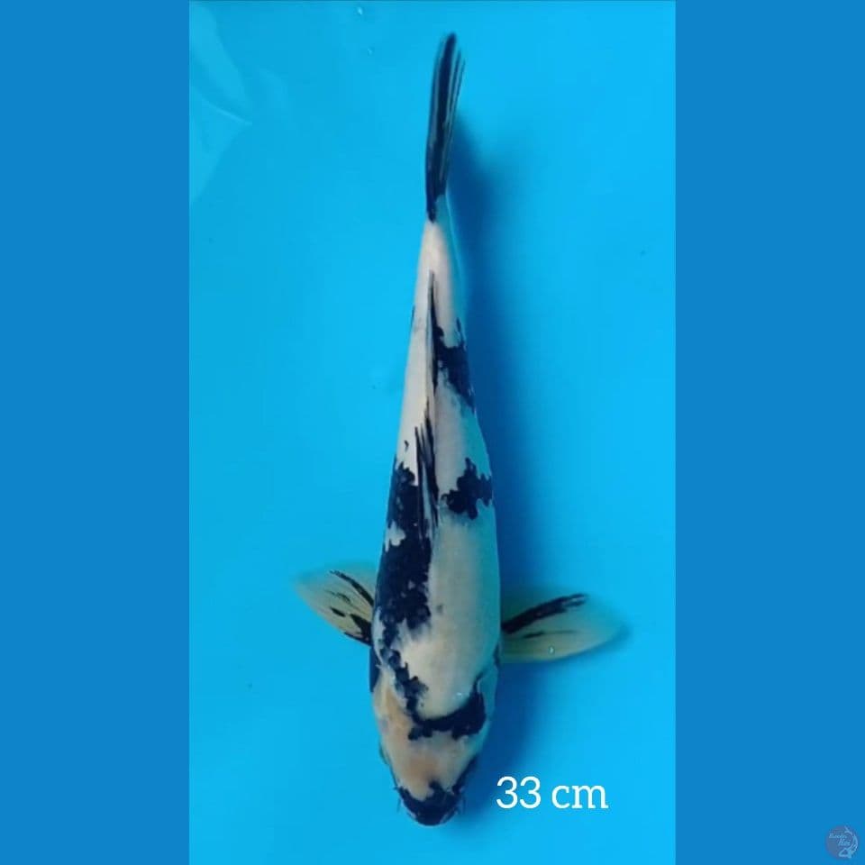 33cm SHIRO